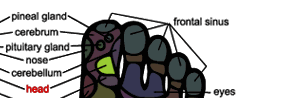 Foot Massage