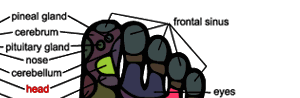 Foot Massage