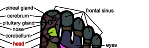 Foot Massage