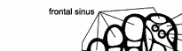 foot_chart