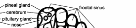foot_chart