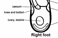 foot_chart